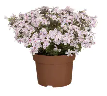 Polster-Phlox Phlox subulata 19 cm Topf