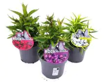 Flammenblumen Phlox paniculta 13 cm Topf