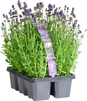 Lavendel angustifolia 6-Pack