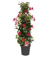 Dipladenie Mandevilla Pyramide H ca 90 cm 20 cm Topf