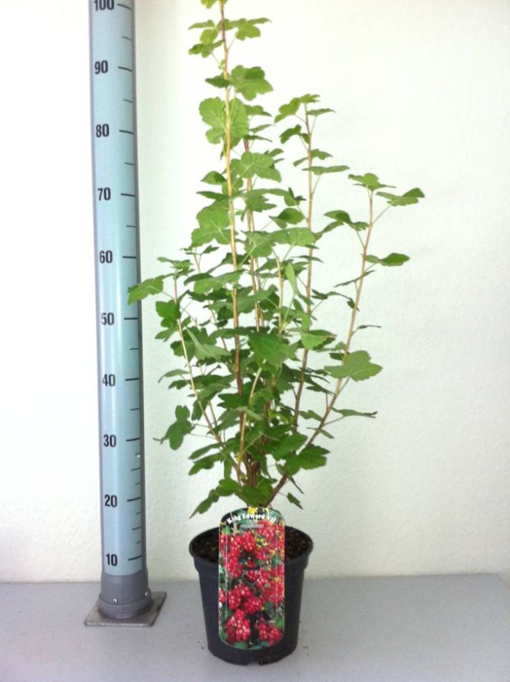 Blutjohannisbeere King Edward 3 l Container