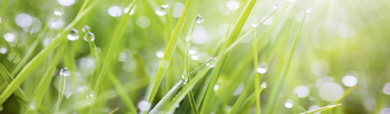 Küchenrückwand WandArt easy 200 x 58,5 cm, 3 mm, grass