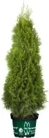 Heckenthuja Smaragd H 120-140 cm 29 cm Topf