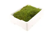 Lebendes Plattmoos für Dekorationen, Kränze und Terrarien