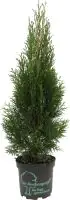 Lebensbaum Smaragd Thuja occidentalis H 40 - 60 cm 2 L Container