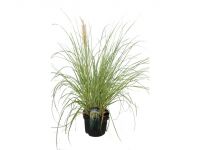 Lebensbaum Thuja occ. Smaragd H 180 - 200 cm, 10 Stck kaufen | Globus  Baumarkt