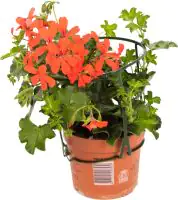 Geranie hängend Geranium peltatum H ca 25 cm  1 L Container