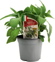 Silbersalbei Salvia argentea 14 cm Topf