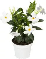 Dipladenie Mandevilla 10,5 cm Topf