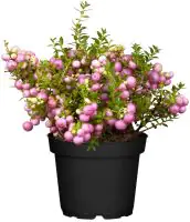Torfmyrthe Pernettya mucronata 10,5 cm Topf