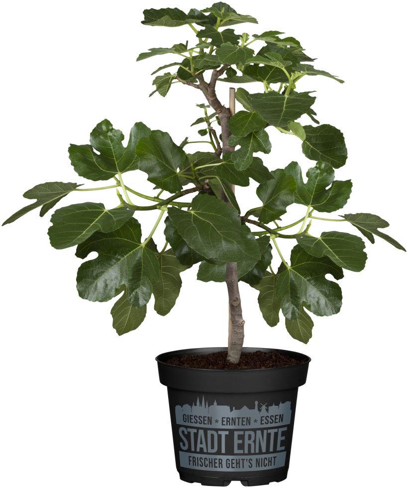 Feigenbaum Ficus carica Ficcolino Stadt Ernte H ca 20 cm 17 cm Topf ...