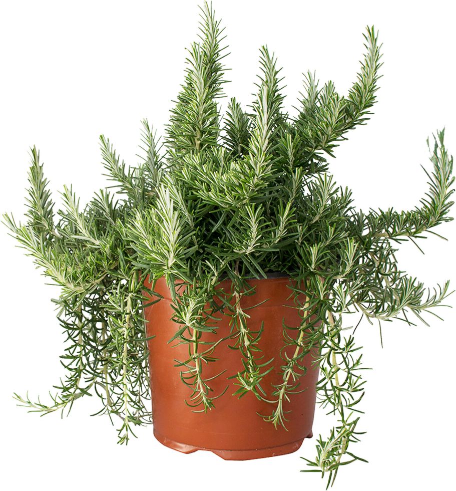 Mediterrane Kräuter 19 cm Topf kaufen Globus Baumarkt