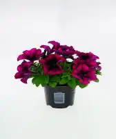 Gartenpetunie Petunia grandiflora F1 H 15 cm 10,5 cm Topf