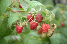 Bio Beerenobst Himbeere in Sorten Herbst 2 L Container, 30 - 40 cm hoch