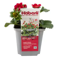 Fragaria × ananassa Merci Ruby Ann Häberli-Erdbeere 1 L