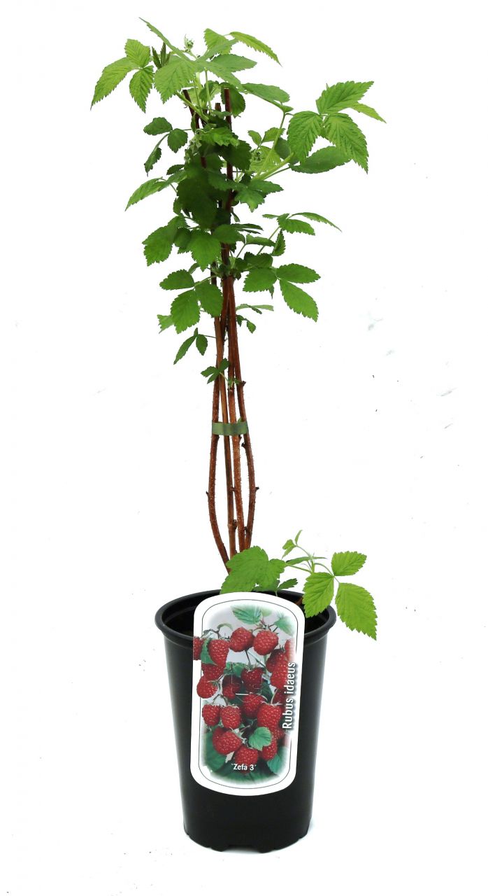 Pflanzen Beerenobst Himbeerpflanze 3 L Container GLO684800725