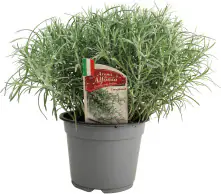 Currykraut Helichrysum italicum 14 cm Topf