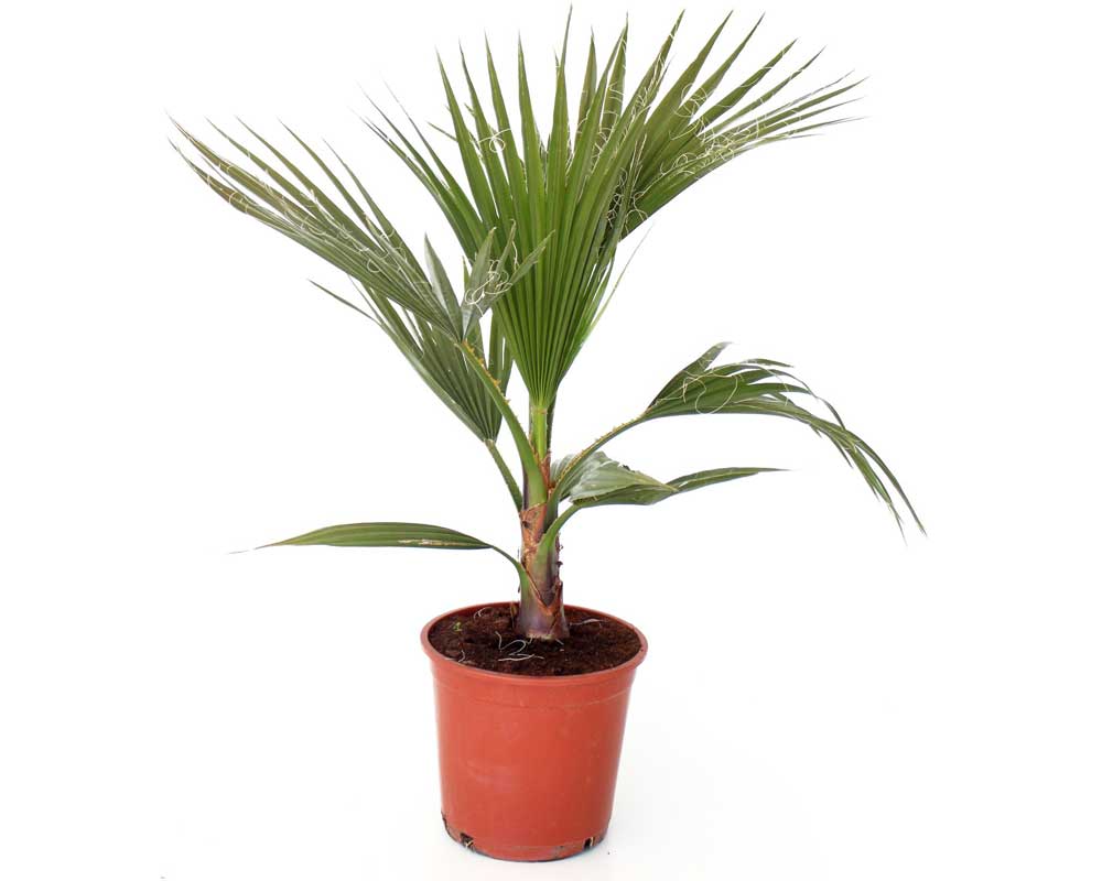 Pflanzen Zwergpalme Chamaerops Humilis H 80 - 90 cm 20 cm Topf GLO684102278