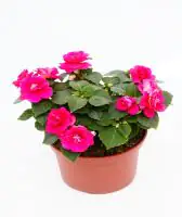 Fleissiges Lieschen Impatiens walleriana F1 H 15 cm 10,5 cm Topf