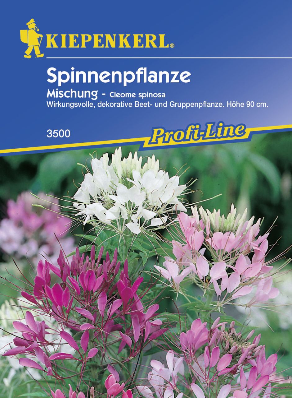 Kiepenkerl Spinnenpflanze Mischung Cleome spinosa, Inhalt: ca. 50 Pflanzen GLO693105786
