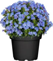 Steinsame Lithodora Heavenly Blue H 15 - 20 cm 15 cm Topf