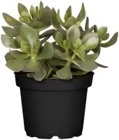 Dickblatt  Crassula Ovata H ca. 18 cm 12 cm Topf