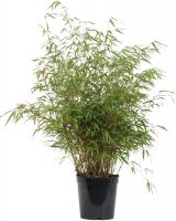 Immergrner Liguster Ligustrum vulgare atrovirens H 150 - 175 cm, 25 Stck  kaufen | Globus Baumarkt