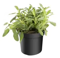 Salbei Salvia Officinalis H 25 cm 14 cm Topf