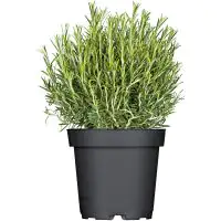 Rosmarin stehend Rosmarinus Officinalis H 25 cm 14 cm Topf