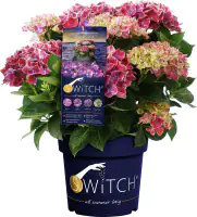 Bauernhortensie Switch Hydrangea mac. H 30-40 cm 3L Container