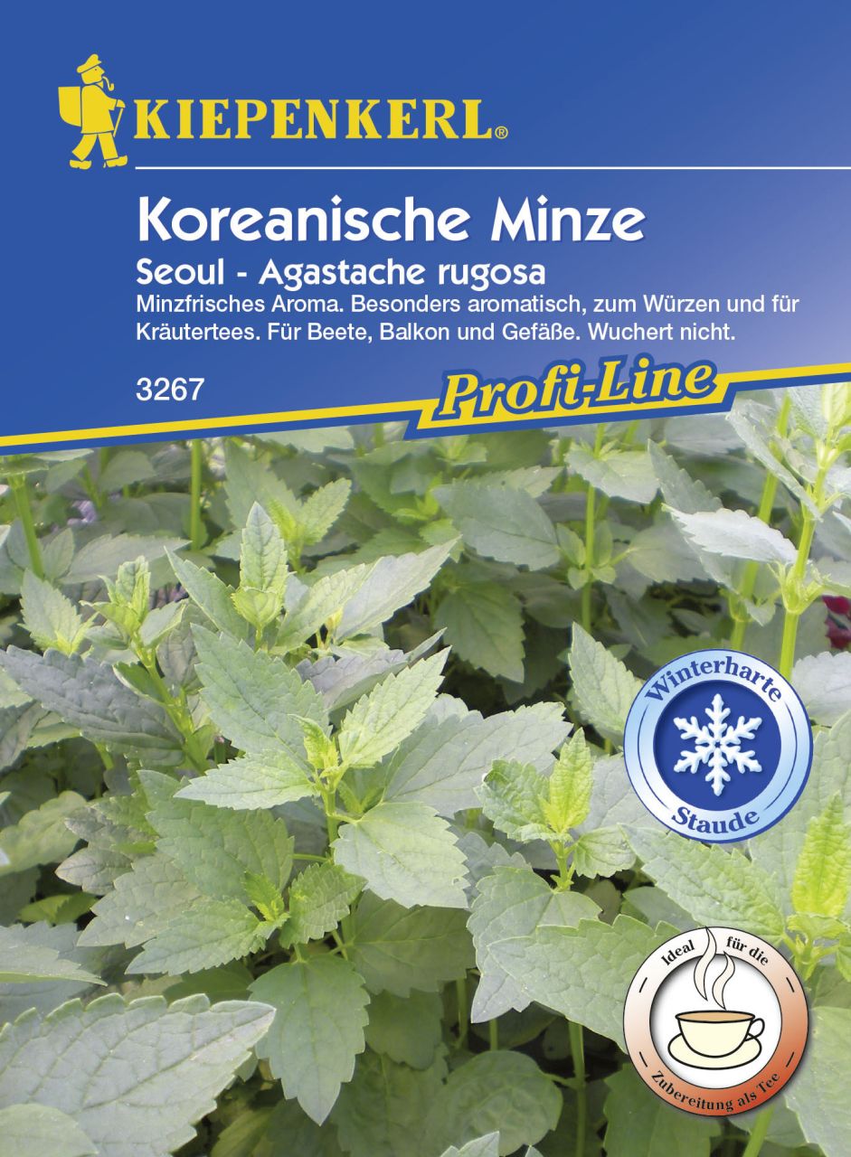 Kiepenkerl Koreanische Minze Seoul Agastache rugosa, Inhalt: 10 Töpfe GLO693105749