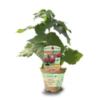 Rubus idaeus Himbeeren 12 cm Topf 