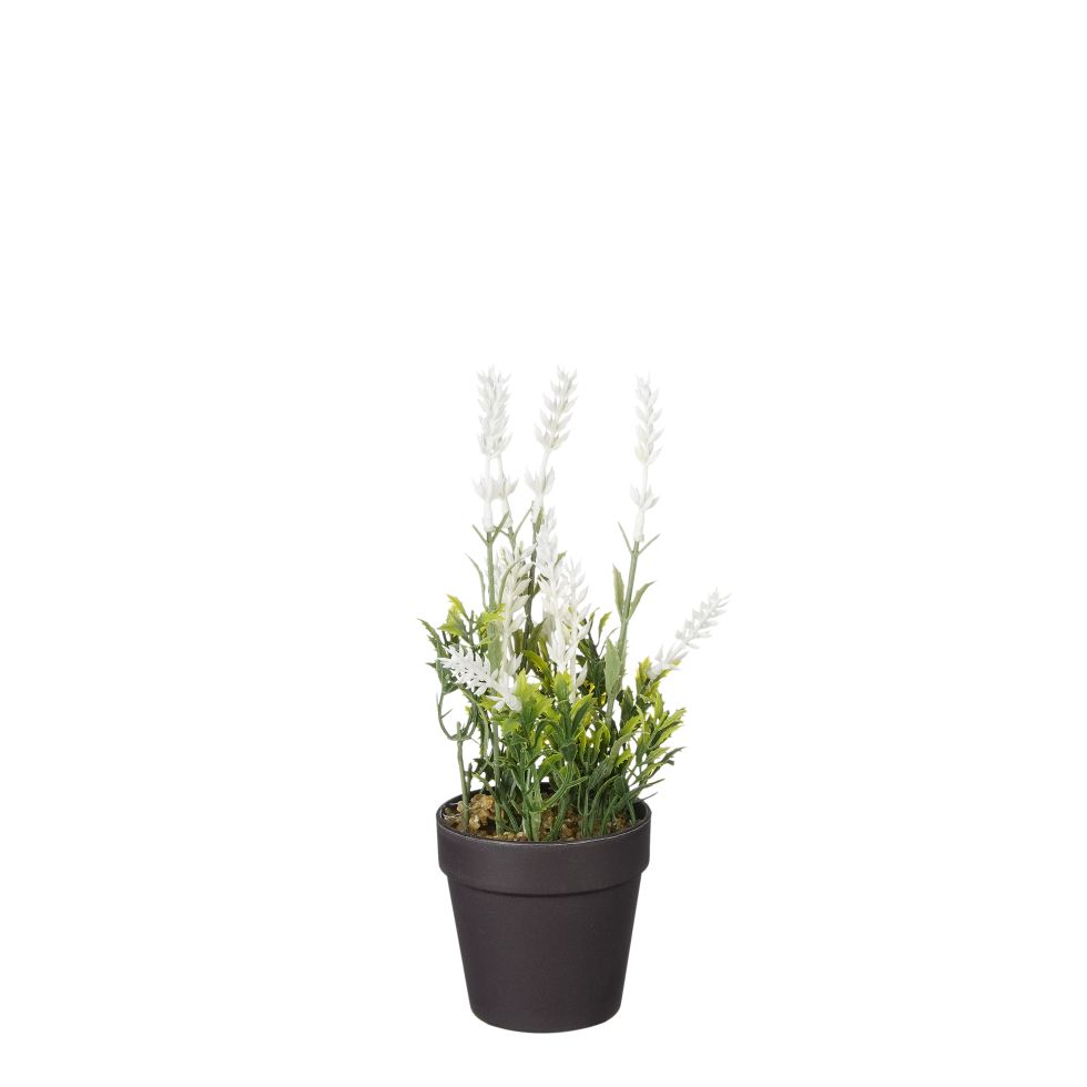 Mica künstlicher Lavendel im Topf weiß 24 x 10 cm kaufen Globus Baumarkt