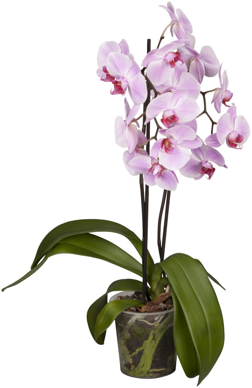 Pflanzen Schmetterlingsorchidee Phalaenopsis rosa 2-Trieber H ca. 55 cm 12 cm Topf GLO685204160