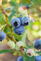Bio Beerenobst Blaubeere Vaccinium in Sorten blau 2 L Container, 30 - 40 cm hoch