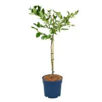 Obststrauch Heidelbeere 7 L Container