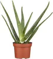 Aloe Vera H ca. 35 cm 12 cm Topf