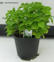 Minze Mentha Piperita H 25 cm 14 cm Topf