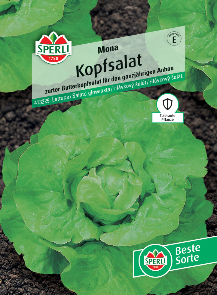 Sperli Kopfsalat Mona
