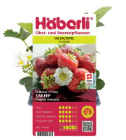 Fragaria × ananassa Siskeep Häberli-Erdbeere 4er Set