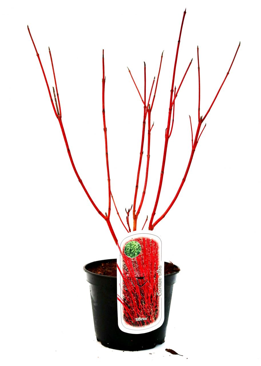 Rotholz Hartriegel 3 L Container