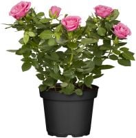 Rhododendron in Sorten 5 l Container kaufen | Globus Baumarkt