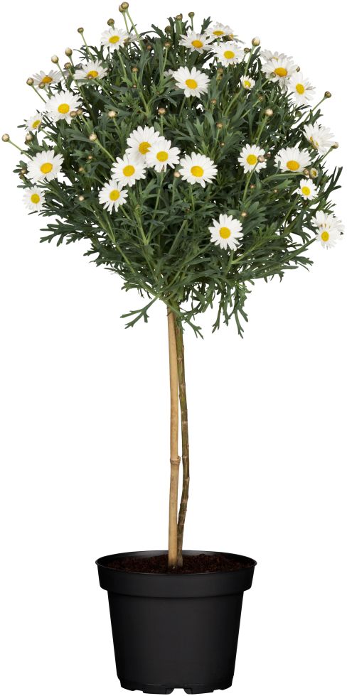 Margeriten Stamm Argyranthemum Frutescens H 80 cm 18 cm Topf kaufen