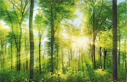 Deco-Canvas Bild - Wald 140 x 90 cm