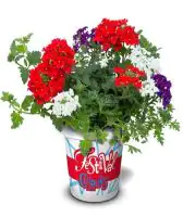 Festival Colours Verbene Mix H ca 15 cm 12 cm Topf