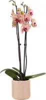 Orchidee Phalaenopsis 2 Trieber mit 12 cm Keramiktopf