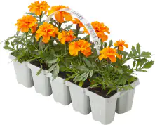 Studentenblume Tagetes Patula Nana H 10 cm 10er Pack