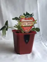 Erdbeere Süsse Brumme 9 cm Topf