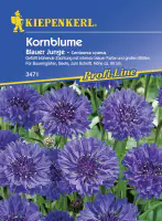 Kiepenkerl Kornblume Blauer Junge Centaurea cyanus, Inhalt: ca. 60 Pflanzen