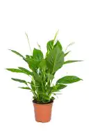 Spathiphyllum Vivaldi Friedenslilie 70 cm 17 cm Topf 